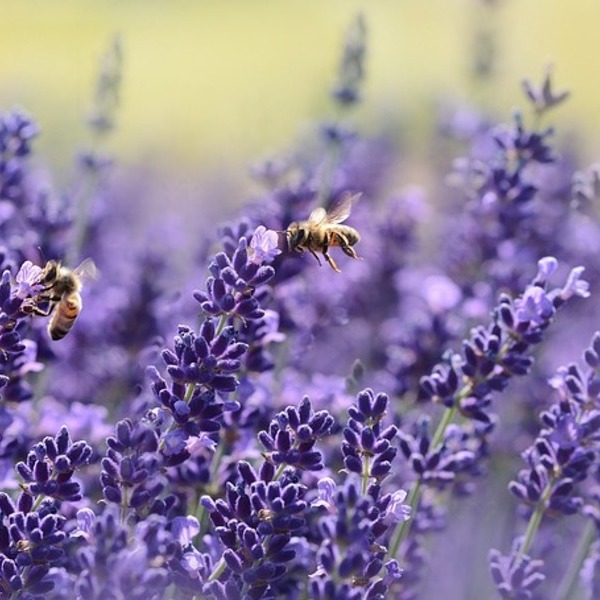 Lavendel / Pixabay
